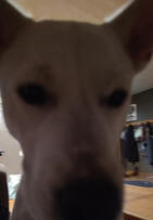 Ricky