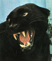 Simon